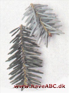 Skruegran - Abies homolepis.