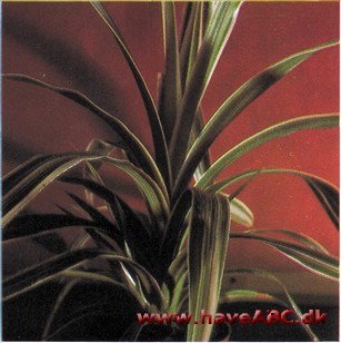 Skruepalme - Pandanus veitchii Skruepalme - Pandanus veitchii