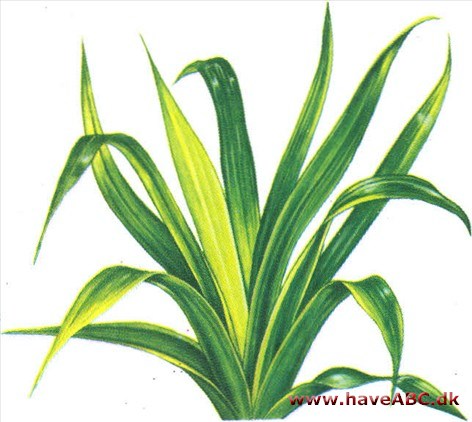 Skruepalme - Pandanus Skruepalme - Pandanus