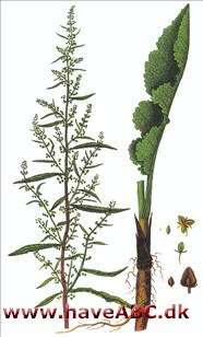 Skræppe, kruset skræppe - Rumex crispus Skræppe, kruset skræppe - Rumex crispus