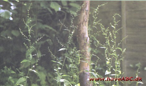 Skræpper - Rumex obtusifidius Der findes flere forskellige almindelige ukrudtsskræpper, heriblandt butbladet skræppe (Rumex obtusifidius), men man behøver ikke bekymre sig om at skelne dem fra hinanden.