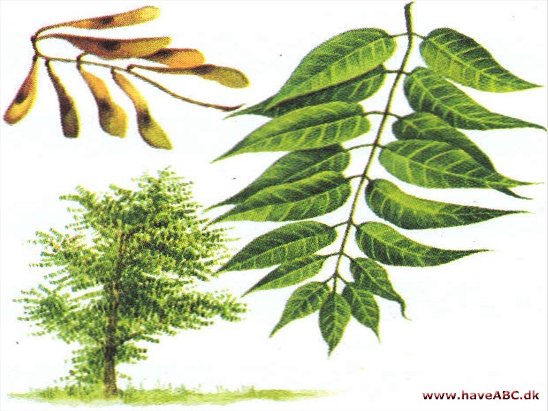 Skyrækker - Ailanthus altissima