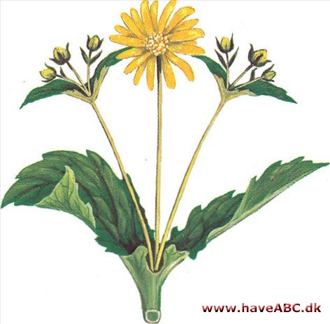 Skålplante - Silphium perfoliatum Skålplante - Silphium perfoliatum