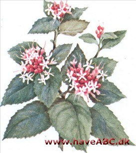 Skæbnetræ - Clerodendron Skæbnetræ - Clerodendron
