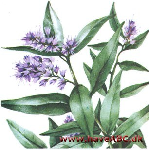 Skægbusk - Caryopteris incana