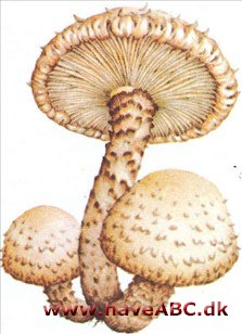 Skælhat - Pholiota Skælhat - Pholiota