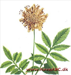 Skælhoved - Cephalaria Skælhoved - Cephalaria