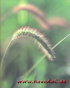 Ses midt - sidst på sommeren; Skærmaks, Blågrøn skærmaks og kransskærmaks (Setaria verticillata) er hurtigt voksende græsser, der trives i dyrket jord, på ubebyggede grunde og blandt ...