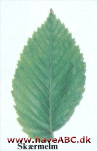 Skærmelm - Ulmus laevis Skærmelm - Ulmus laevis