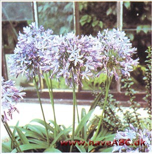 Skærmlilje - Agapanthus africanus