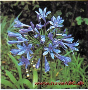 Skærmlilje - Agapanthus campanulatus