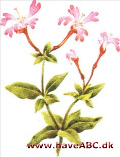 Skønhedslys - Clarkia concinna Skønhedslys - Clarkia concinna