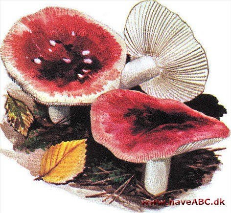 Skørhat - Russula Skørhat - Russula