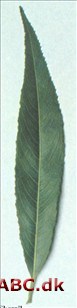 Skørpil - Salix fragilis