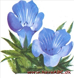 Slangehoved - Echium lycopsis Slangehoved - Echium lycopsis