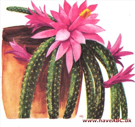 Slangekaktus - Aporo'cactus Slangekaktus - Aporo'cactus