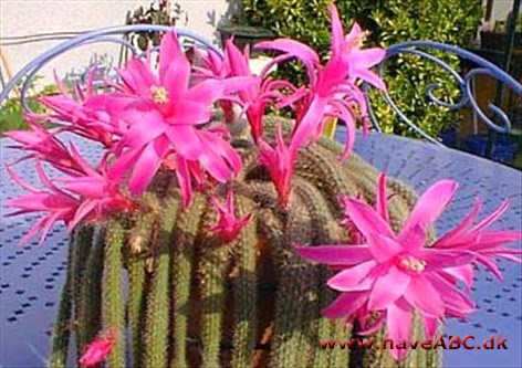 Slangekaktus - Aporocacfus Slangekaktus - Aporocacfus