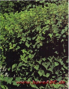 Slangerod - Aristolochia clematitis †