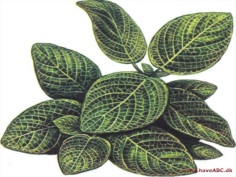 Slangeskind - Fittonia verschaffeltii Slangeskind - Fittonia verschaffeltii