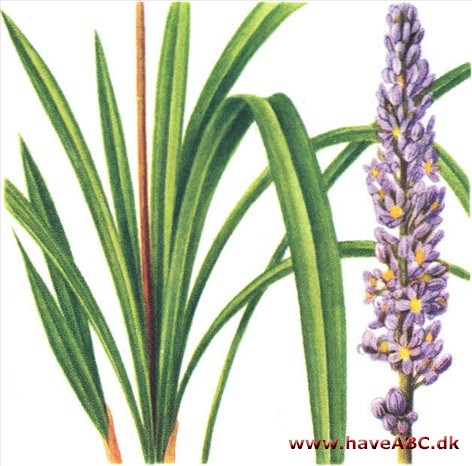 Slangeskæg - Ophiopogon Slangeskæg - Ophiopogon