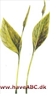 Slangetunge - Ophioglossum vulgatum Slangetunge - Ophioglossum vulgatum