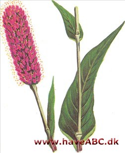 Slangeurt - Polygonum bistorta Slangeurt - Polygonum bistorta