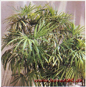 Slank Ladypalme - Rhapis humilis Slank Ladypalme - Rhapis humilis