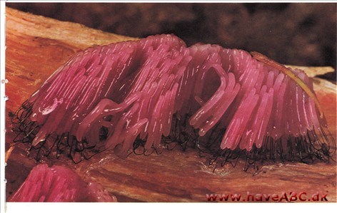 Slimsvampe - Myxomycetes Slimsvampe - Myxomycetes