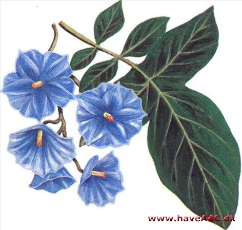 Slyngkartoffel - Solanum wendlandii Slyngkartoffel - Solanum wendlandii