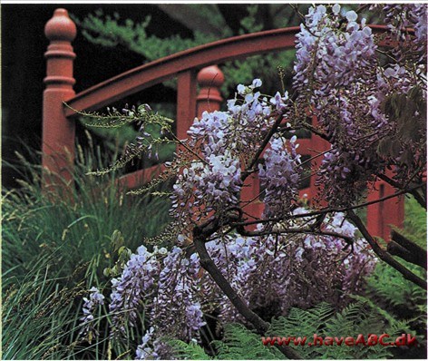 Slyngplanter 2 Slyngplanter 2