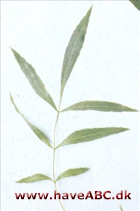 Smalbladet ask - Fraxinus angustifolia