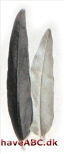 Smalbladet sølvblad - Eleagnus angustifolia Smalbladet sølvblad - Eleagnus angustifolia