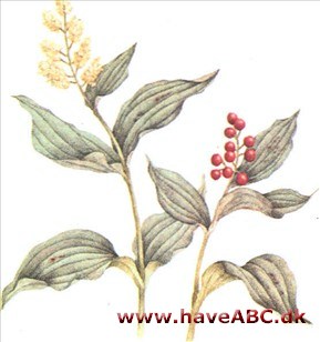 Smilacina - Smilacina Smilacina - Smilacina