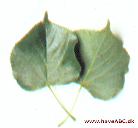 Små bladet lind, Skovlind - Tilia cordata