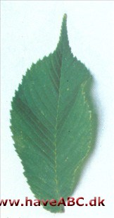 Småbladet elm - Ulmus minor Småbladet elm - Ulmus minor