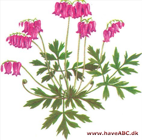 Småhjerte - Dicentra formosa