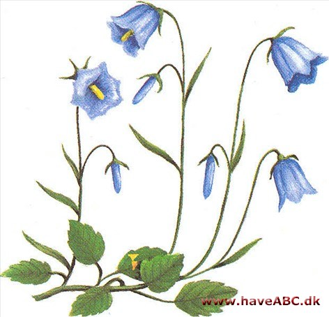 Småklokke - Campanula cochleariifolia