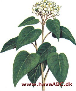 Smørfarvetræ - Smørfarvebusk - Bixa orellana
