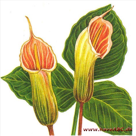 Snabelkalla - Arisaema Snabelkalla - Arisaema
