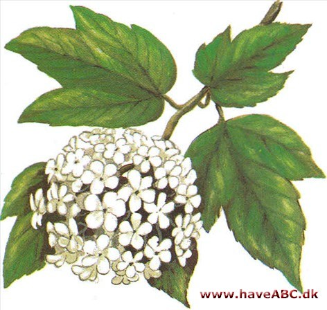 Snebolle - Viburnum opulus Roseum