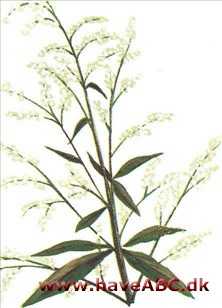 Snebynke - Artemisia lactiflora