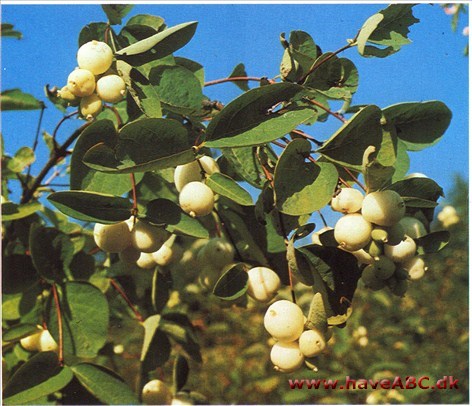 Snebær - Symphoricarpos albus †