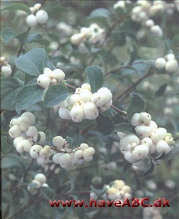 Snebær - Symphoricarpos albus Ses tidlig sommer - midt på efteråret; De fleste havebuske er ret velopdragne, i det mindste i den forstand, at de bliver, hvor man har sat dem, men der er nogle, som ikke gør det. Løsningen ...