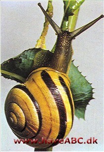 Snegle - Gastropoda Snegle - Gastropoda