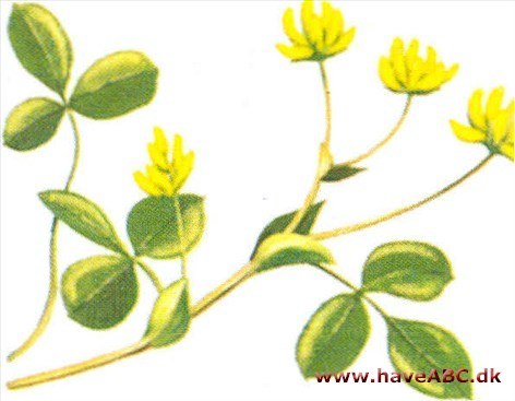 Sneglebælg - Medicago lupulina Sneglebælg - Medicago lupulina