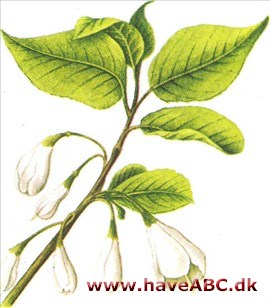 Sneklokketræ - Halesia carolina