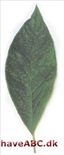 Sneklokketræ - Halesia monticola