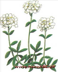 Snepude - Iberis sempervirens