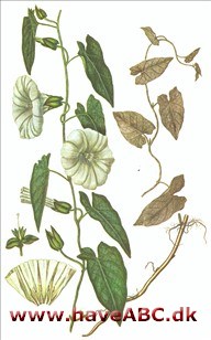 Snerle, gærde-snerle - Calystegia sepium Snerle, gærde-snerle - Calystegia sepium