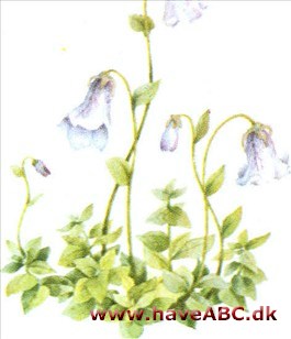 Snerleklokke - Codonopsis Snerleklokke - Codonopsis